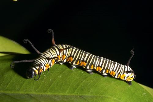 20091002_347099_Euploea eunice botelianus_l.jpg