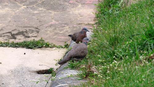 珠頸斑鳩