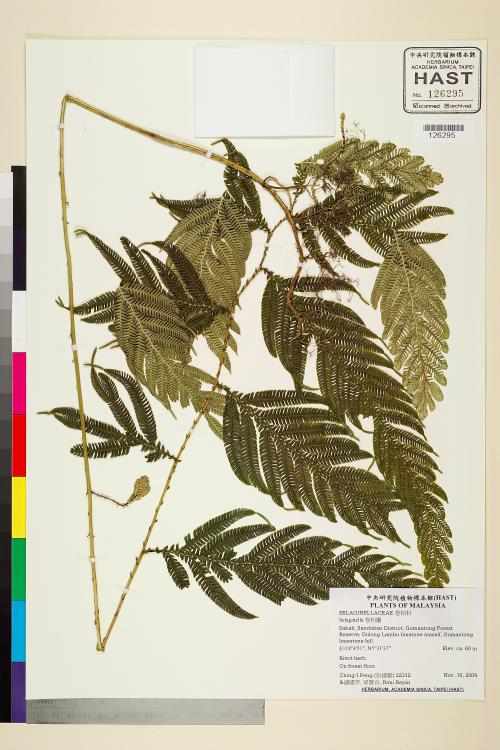 HAST 00126295