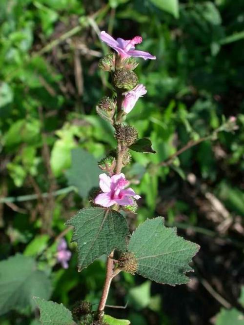 野棉花