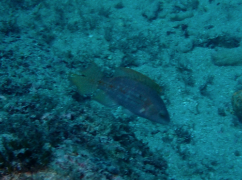 雙斑尖唇魚 雙斑尖唇魚