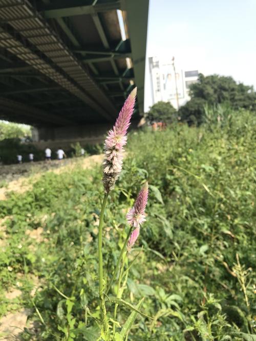 青葙 青葙