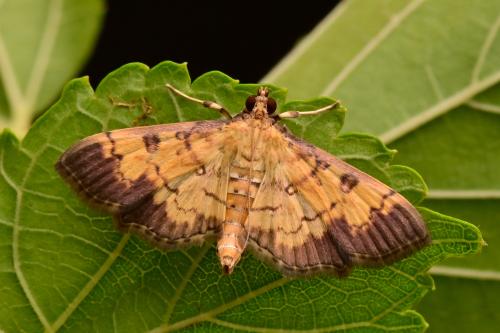 Ategumia adipalis