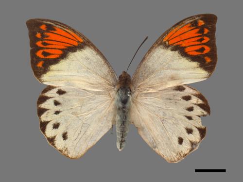 Hebomoia glaucippe formosana[端紅蝶][00014285]