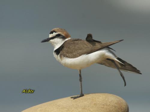 20090725_380138_Kentish_Plover_0317.jpg