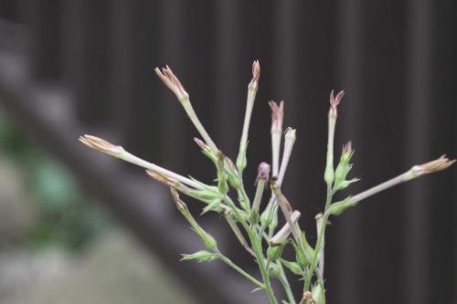 皺葉菸草 皺葉菸草