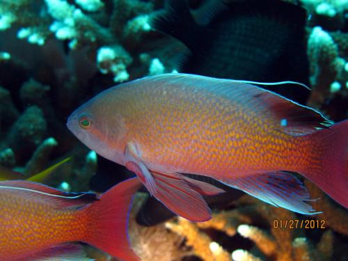 Pseudanthias bicolor 雙色擬花鮨