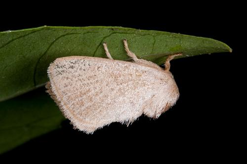 110530 宜蘭 福山植物園 181 灰齒刺蛾(緣閃刺蛾) Rhamnosa uniformis (Swinhoe, 1895) Male_800ori