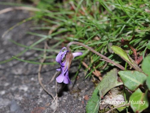 短毛堇菜 短毛堇菜