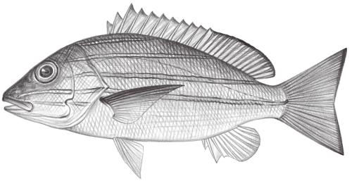 Lutjanus kasmira@Jheng1339 Lutjanus kasmira@Jheng1339