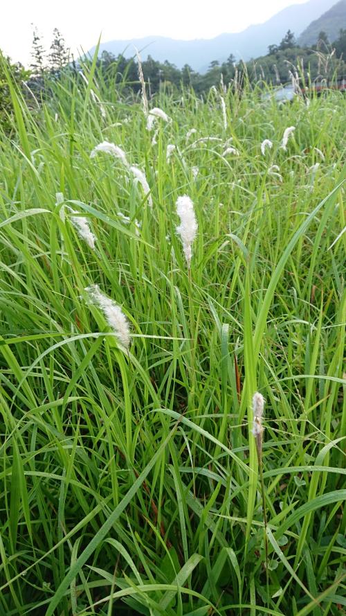 白茅 (茅針 茅根 茅草)