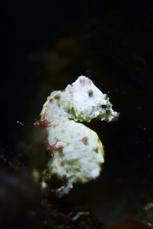 克里蒙氏海馬