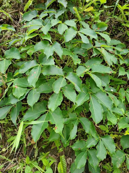 爬牆虎 爬牆虎