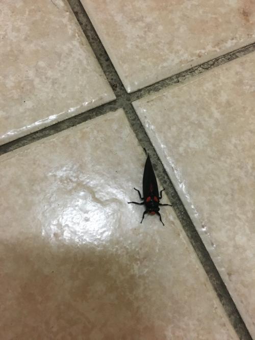 紅蟬