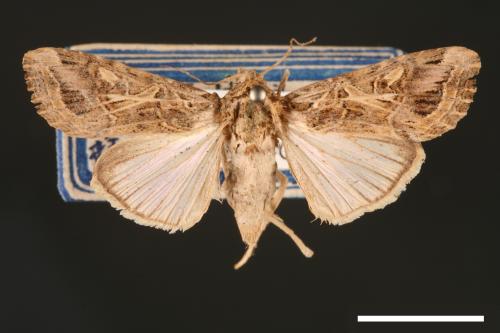 Spodoptera litura[斜紋夜蛾][00002833]