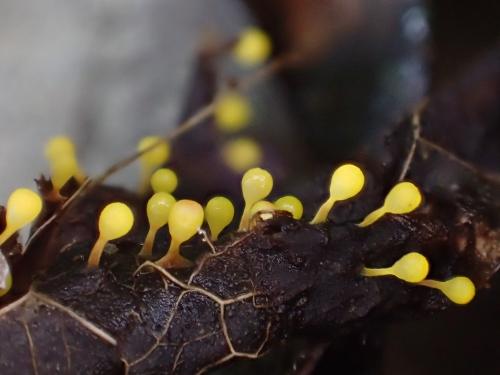 Craterium aureum(黃高杯黏菌)