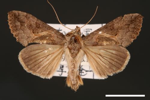 Ctenoplusia albostriata[寒菊金夜蛾][00003606]