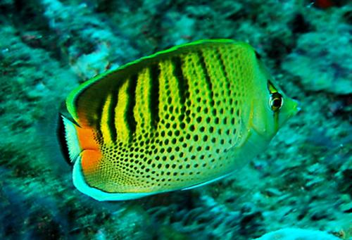 Chaetodon punctatofasciatus@fishdb-media-2452 Chaetodon punctatofasciatus@fishdb-media-2452
