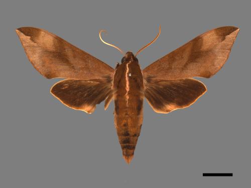 Ampelophaga rubiginosa myosotis[臺灣葡萄天蛾][00028576]