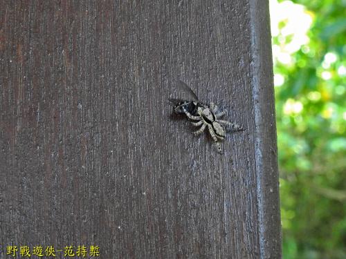 雙帶扁蠅虎