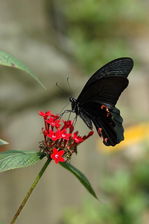 20090925_347299_Papilio protenor protenor_a.jpg