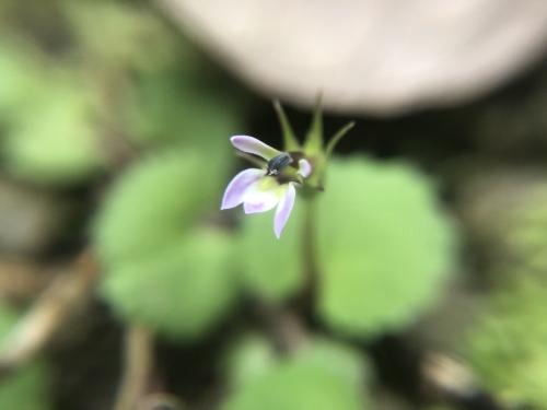銅錘玉帶草