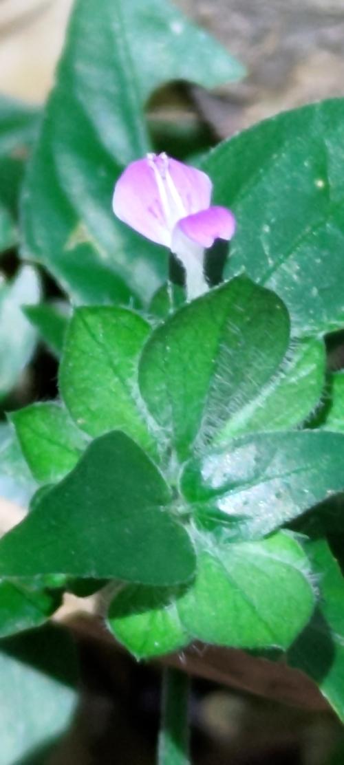 狗肝菜