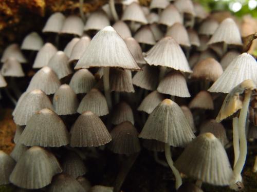 Coprinellus disseminatus(簇生類鬼傘)