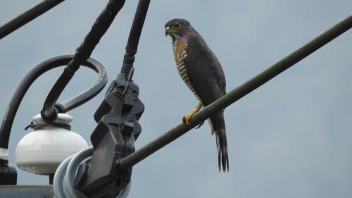 鳳頭蒼鷹(台灣亞種) 鳳頭蒼鷹(台灣亞種)