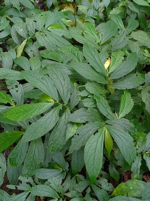 闊葉樓梯草