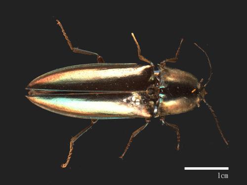 Campsosternus auratus[大青叩頭蟲][00081005]