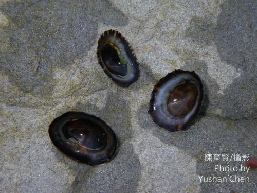 雜斑蓮花青螺 雜斑蓮花青螺