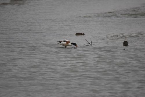 翹鼻麻鴨 翹鼻麻鴨