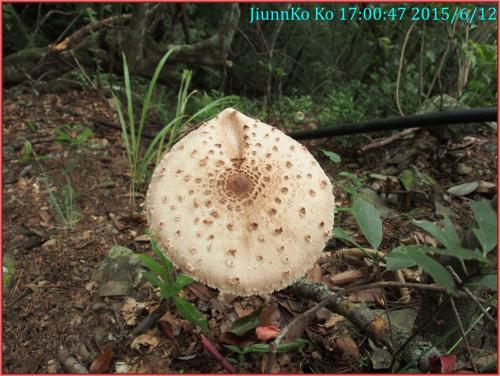 Macrolepiota procera(高大環柄菇)