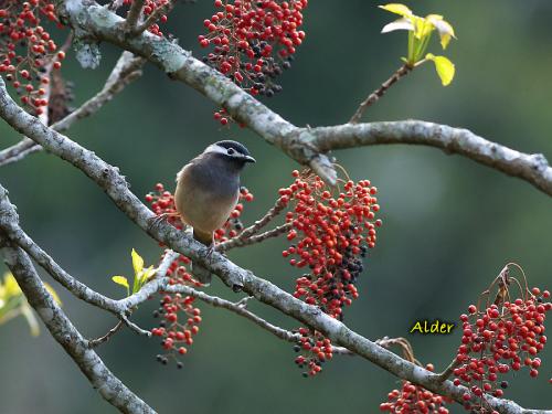 20090725_380467_White-eared_Sibia_1230.jpg