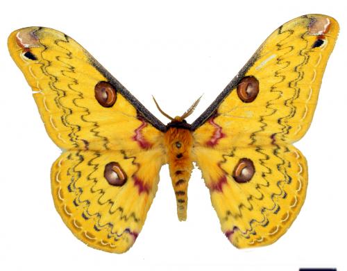 Loepa formosensis Mell, 1939 Loepa formosensis Mell, 1939