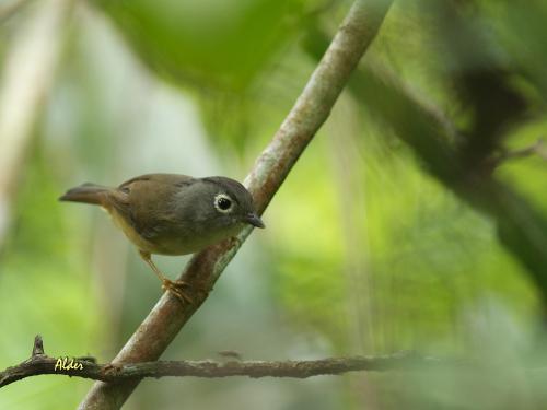 20090923_380458_Grey-cheeked_Fulvetta_3219.jpg