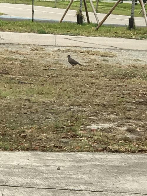 珠頸斑鳩 珠頸斑鳩