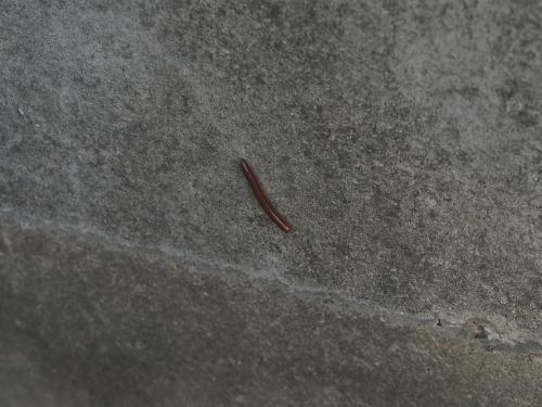 磚紅厚甲馬陸 磚紅厚甲馬陸