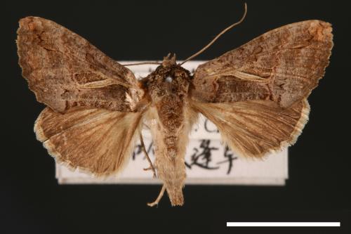 Ctenoplusia albostriata[寒菊金夜蛾][00003619]