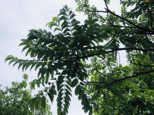 食茱萸