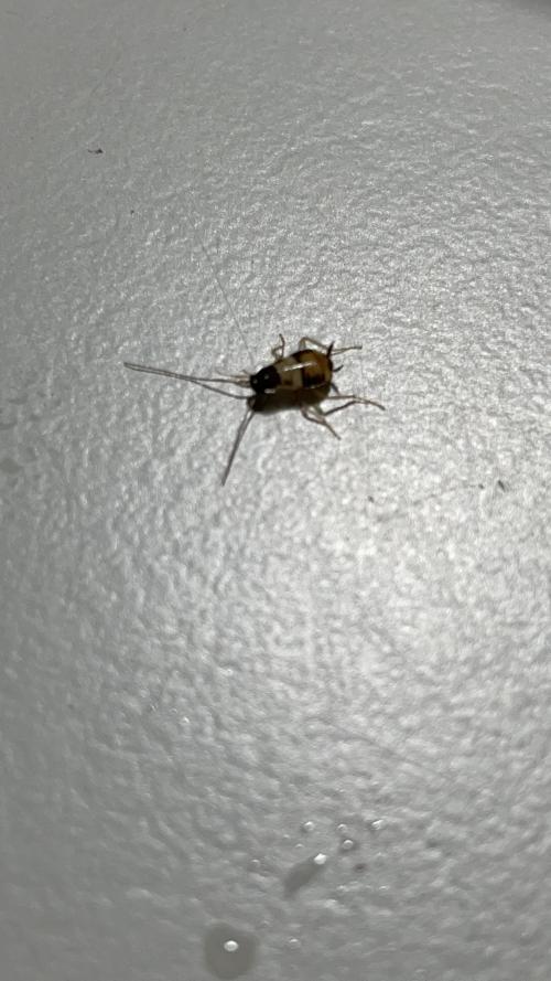 褐帶皮蠊