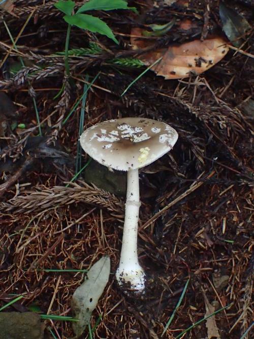 Amanita sp.3(黃鱗灰蓋鵝膏)