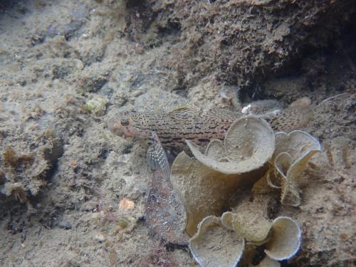 妝飾銜鰕虎魚 妝飾銜鰕虎魚