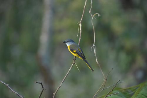 灰喉山椒鳥 灰喉山椒鳥
