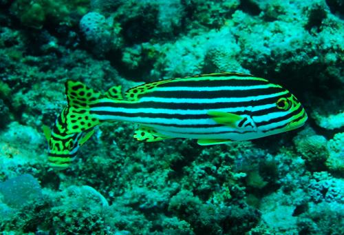 Plectorhinchus vittatus@fishdb-media-8569