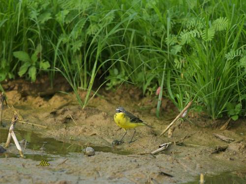 20091023_380431_Yellow_Wagtail_0516.jpg 20091023_380431_Yellow_Wagtail_0516.jpg