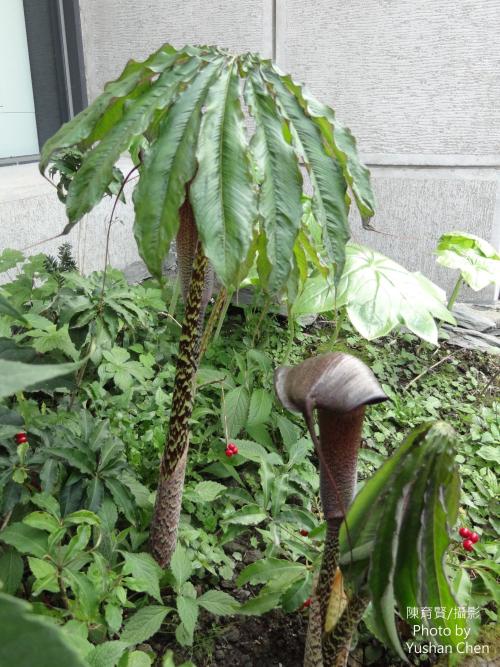 蓬萊天南星 蓬萊天南星