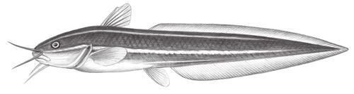 Plotosus lineatus@Jheng0376 Plotosus lineatus@Jheng0376