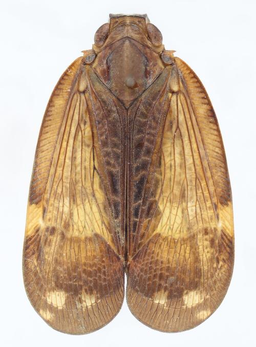 Mindura subfasciata kotoshonis